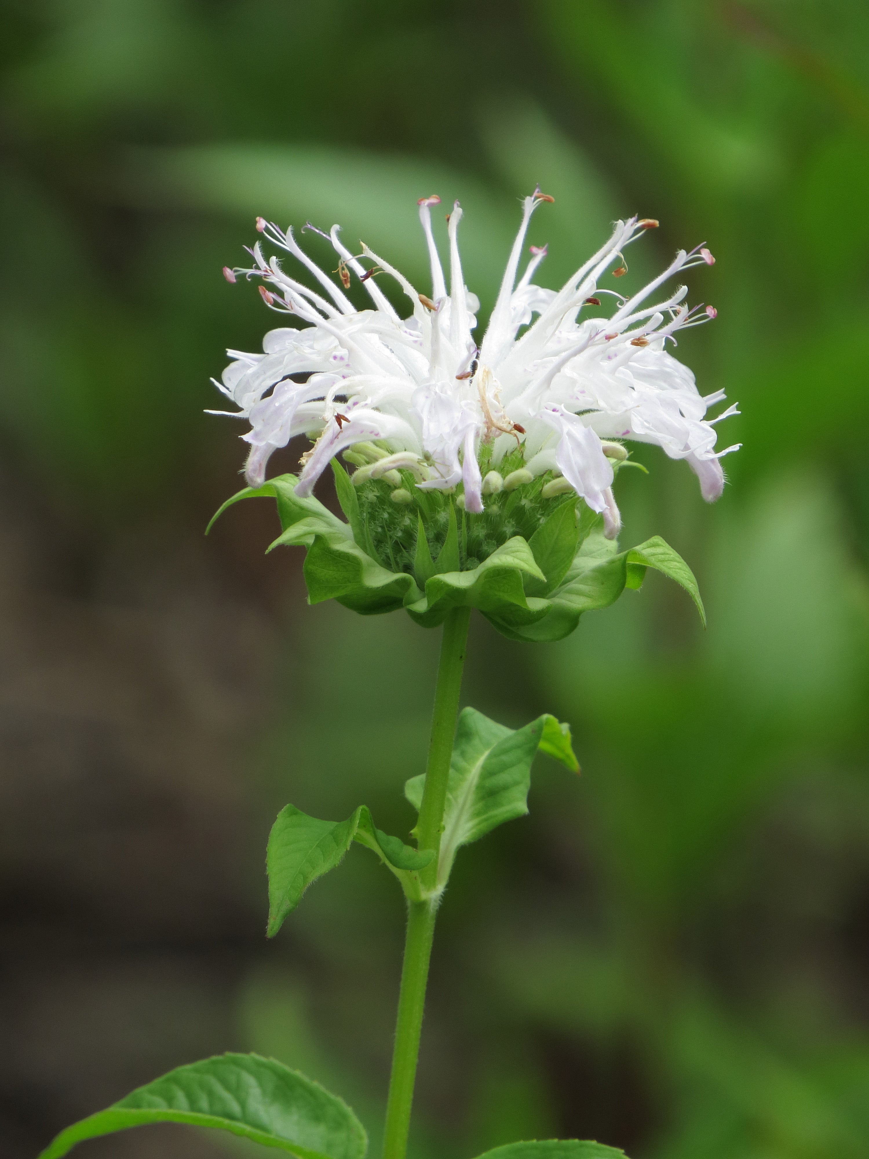 Monarda 'Bee-Bright' - BP085A Packs