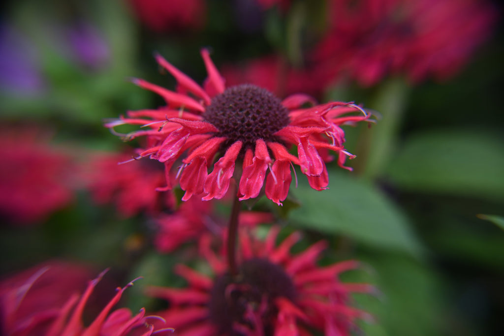 Monarda Bee-Happy - Marginal Pond Plants - BP083