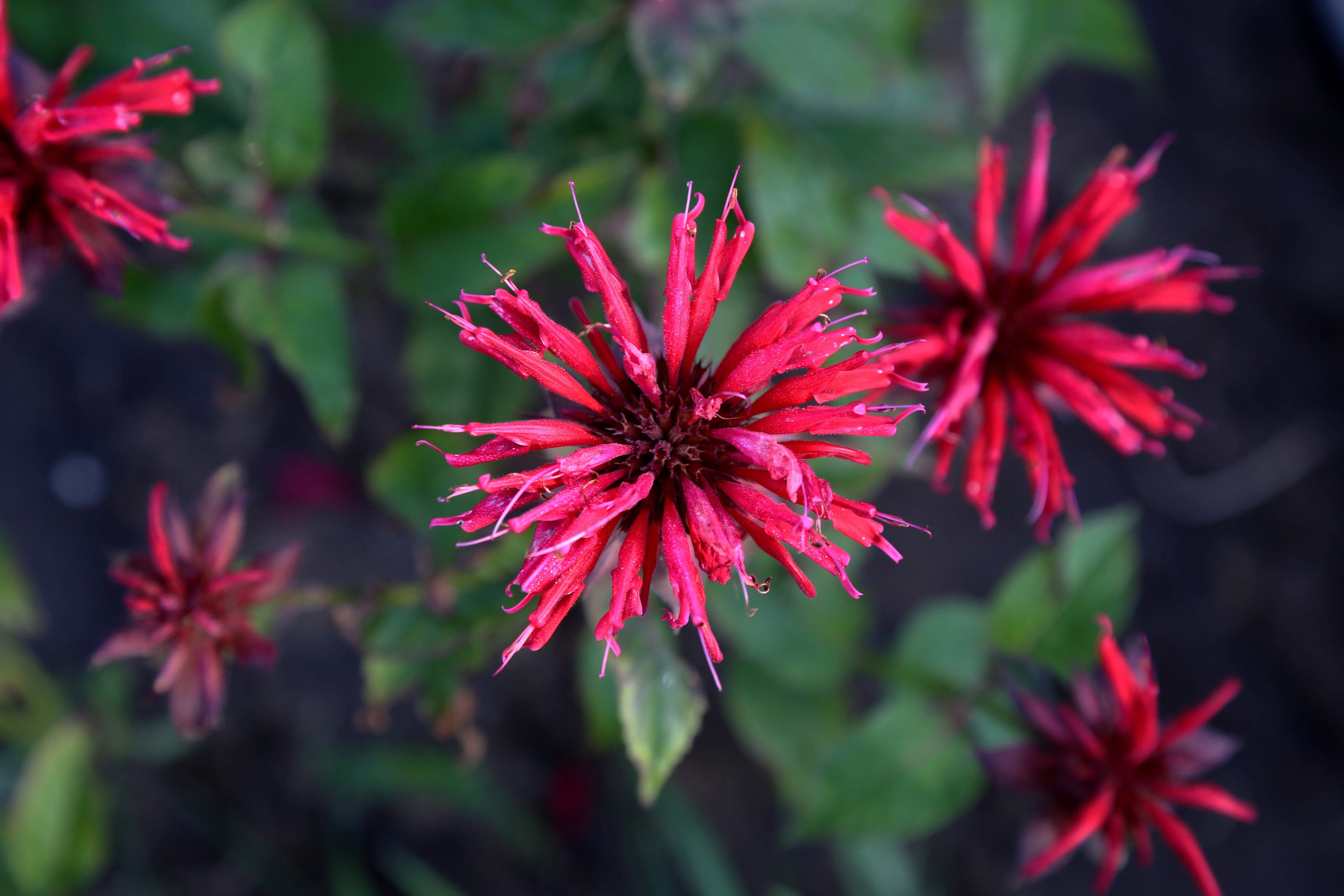 Monarda "Bee-Happy" - BP083 Packs