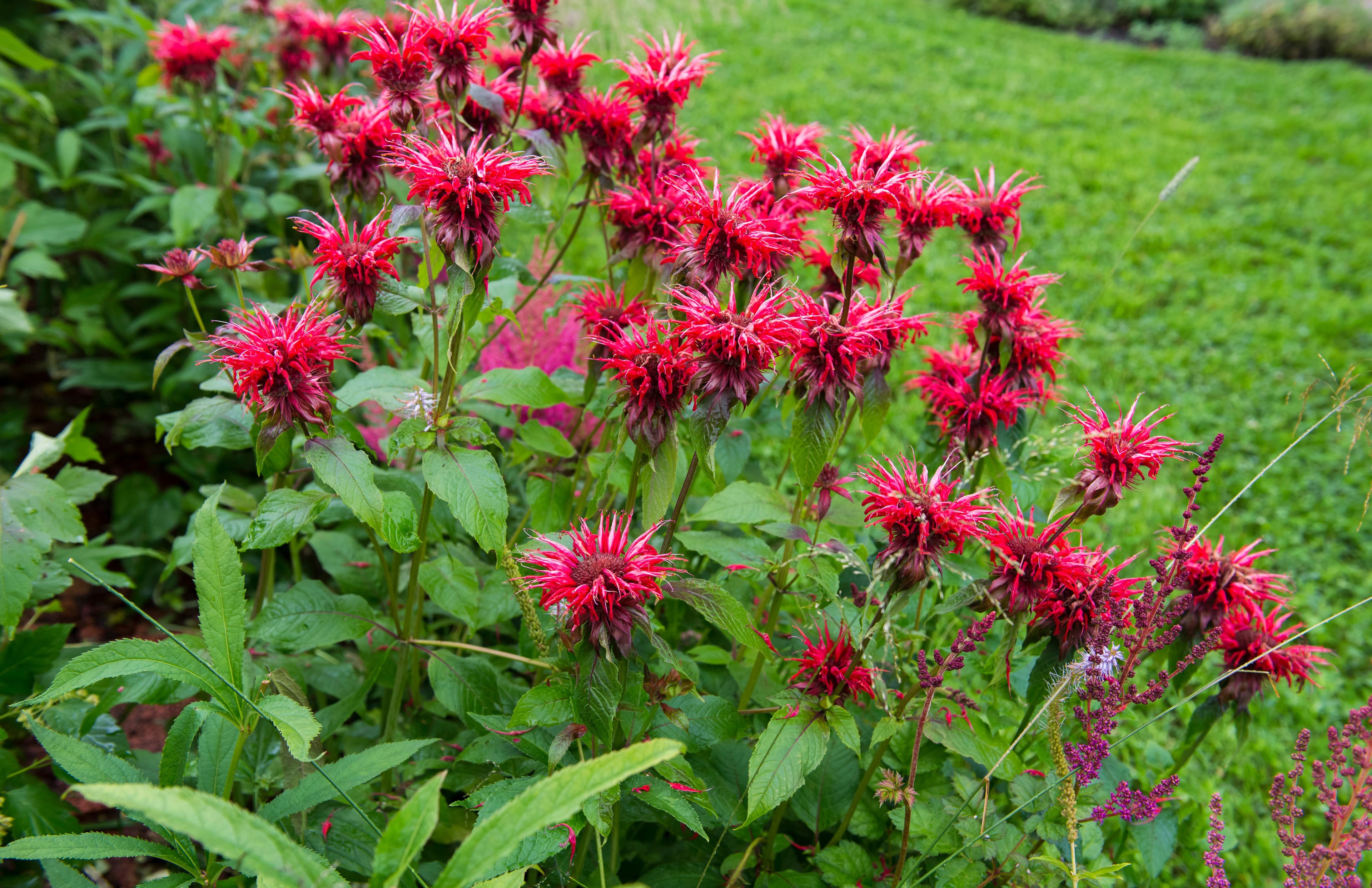 Monarda Bee-Happy - Marginal Pond Plants - BP083