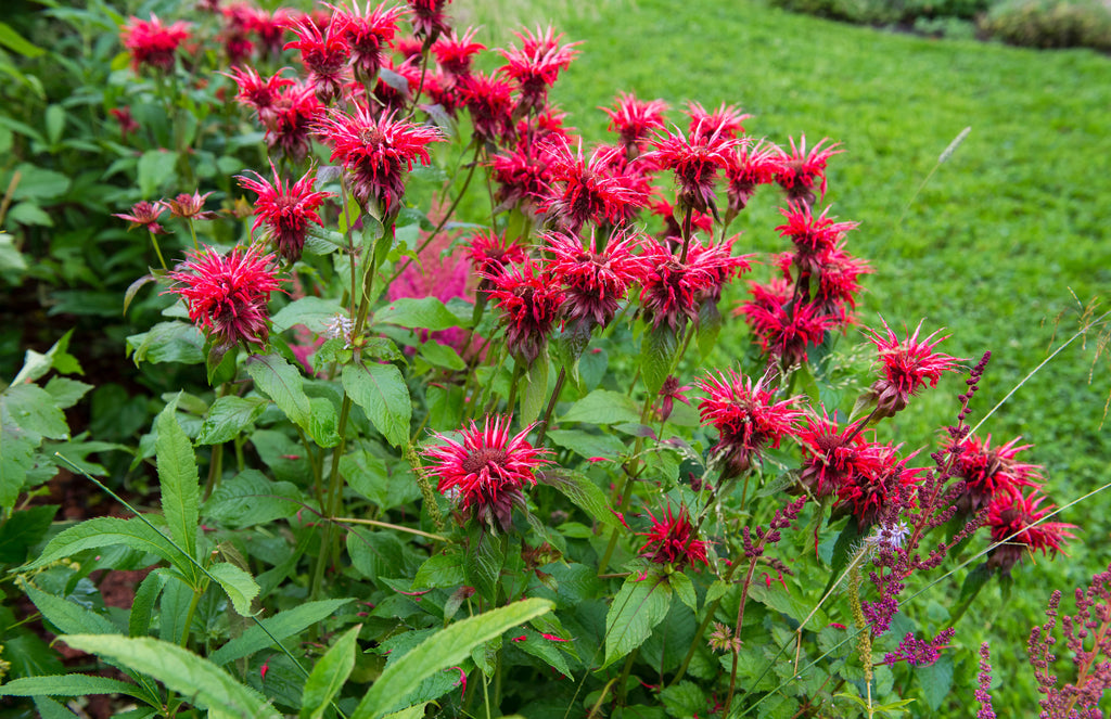 Monarda "Bee-Happy" - BP083 Packs