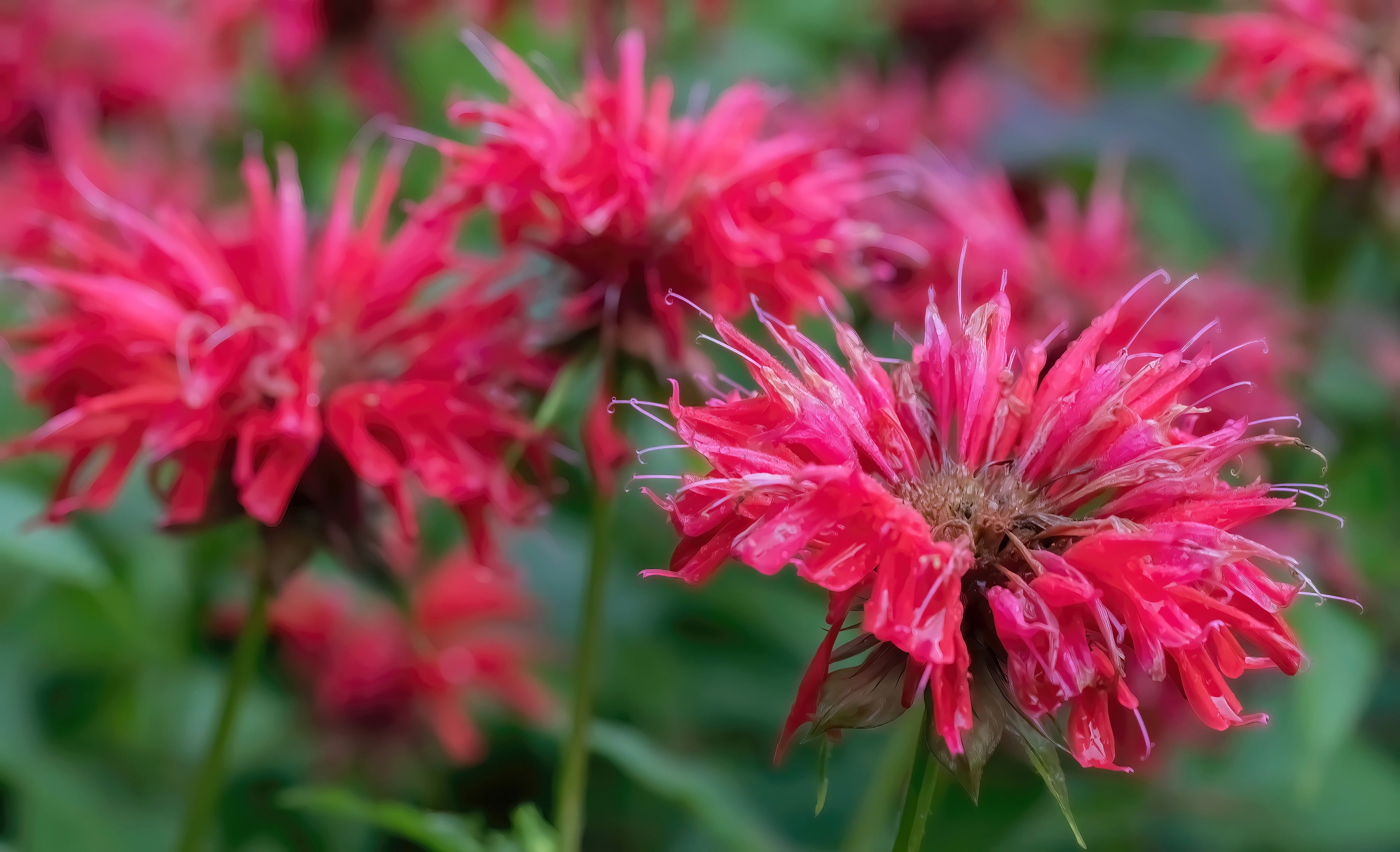 Monarda Bee-Happy - Marginal Pond Plants - BP083