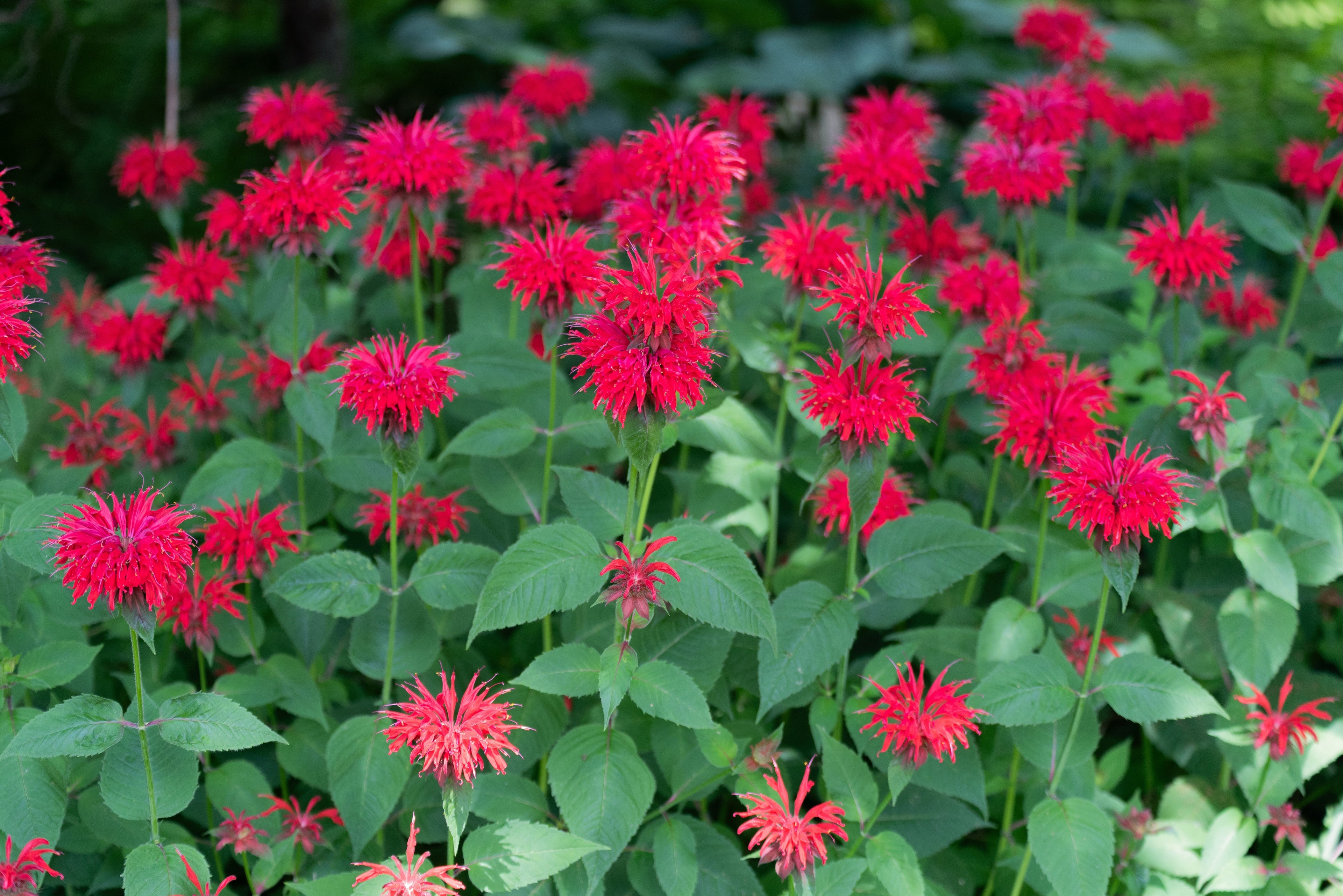 Monarda "Bee-Happy" - BP083 Packs