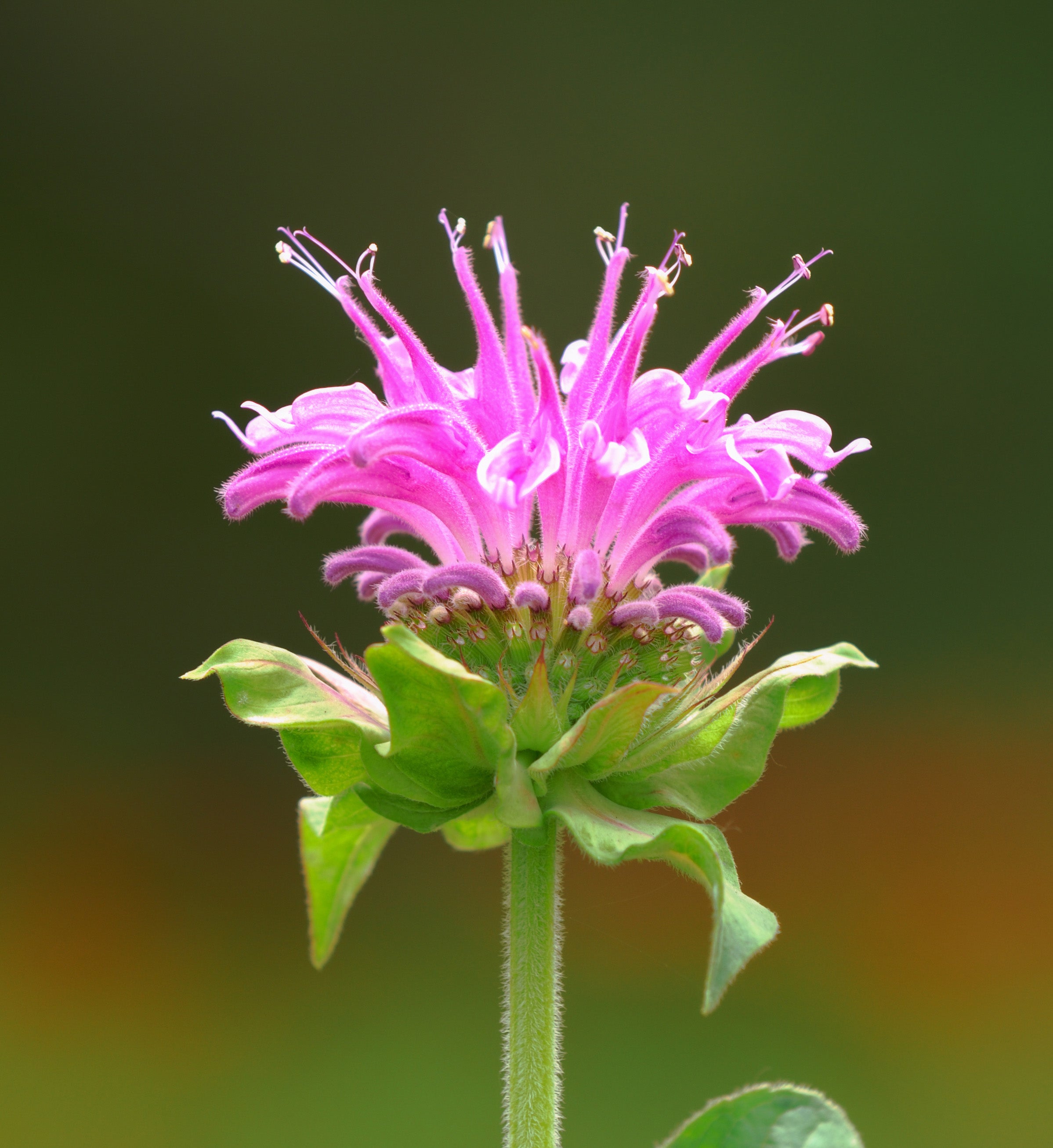 Monarda 'Bee-Lieve' - BP084 Packs
