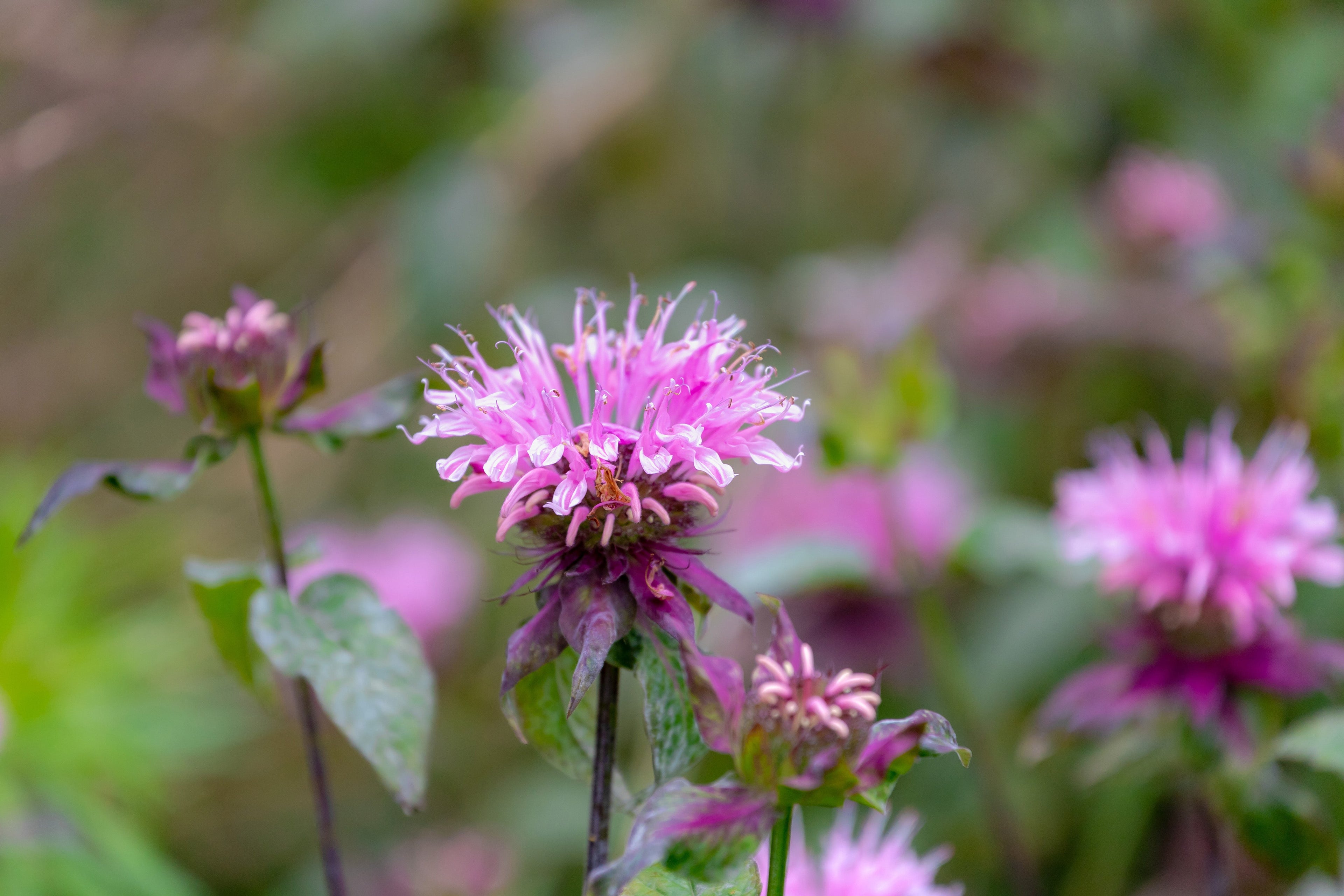Monarda 'Bee-Lieve' - BP084 Packs