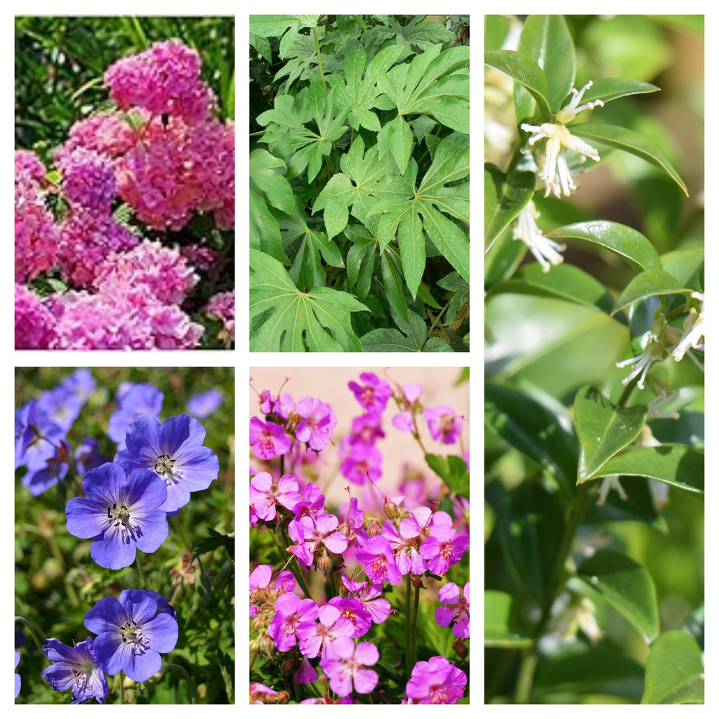 Beginners Plant Bundle (5 Plants)