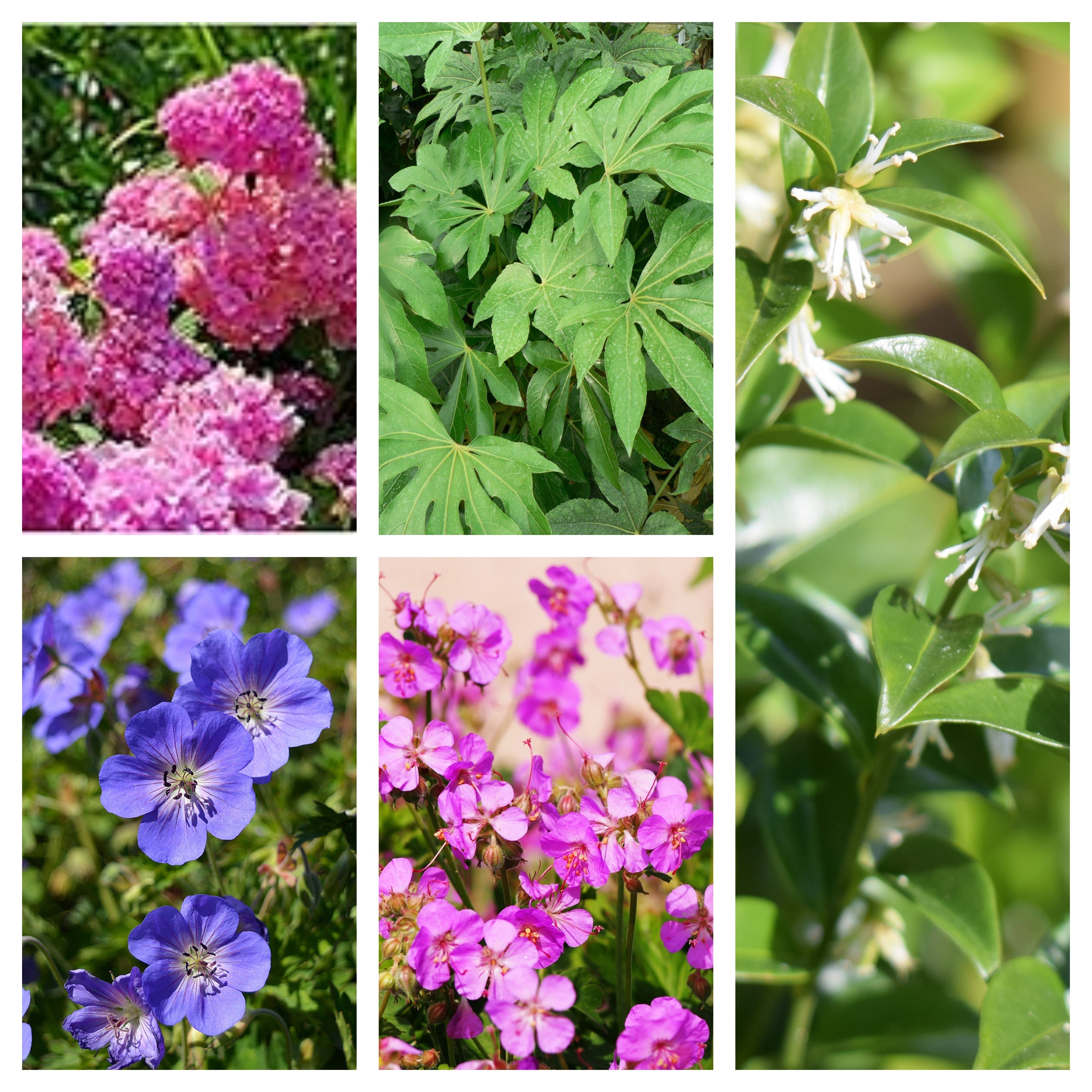 Beginners Plant Bundle (5 Plants)