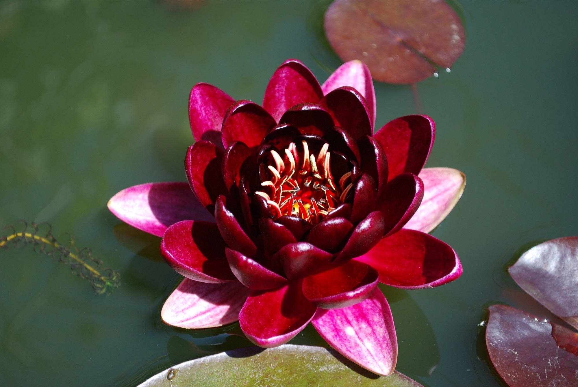 Black Princess water lily - pond plants - MW31