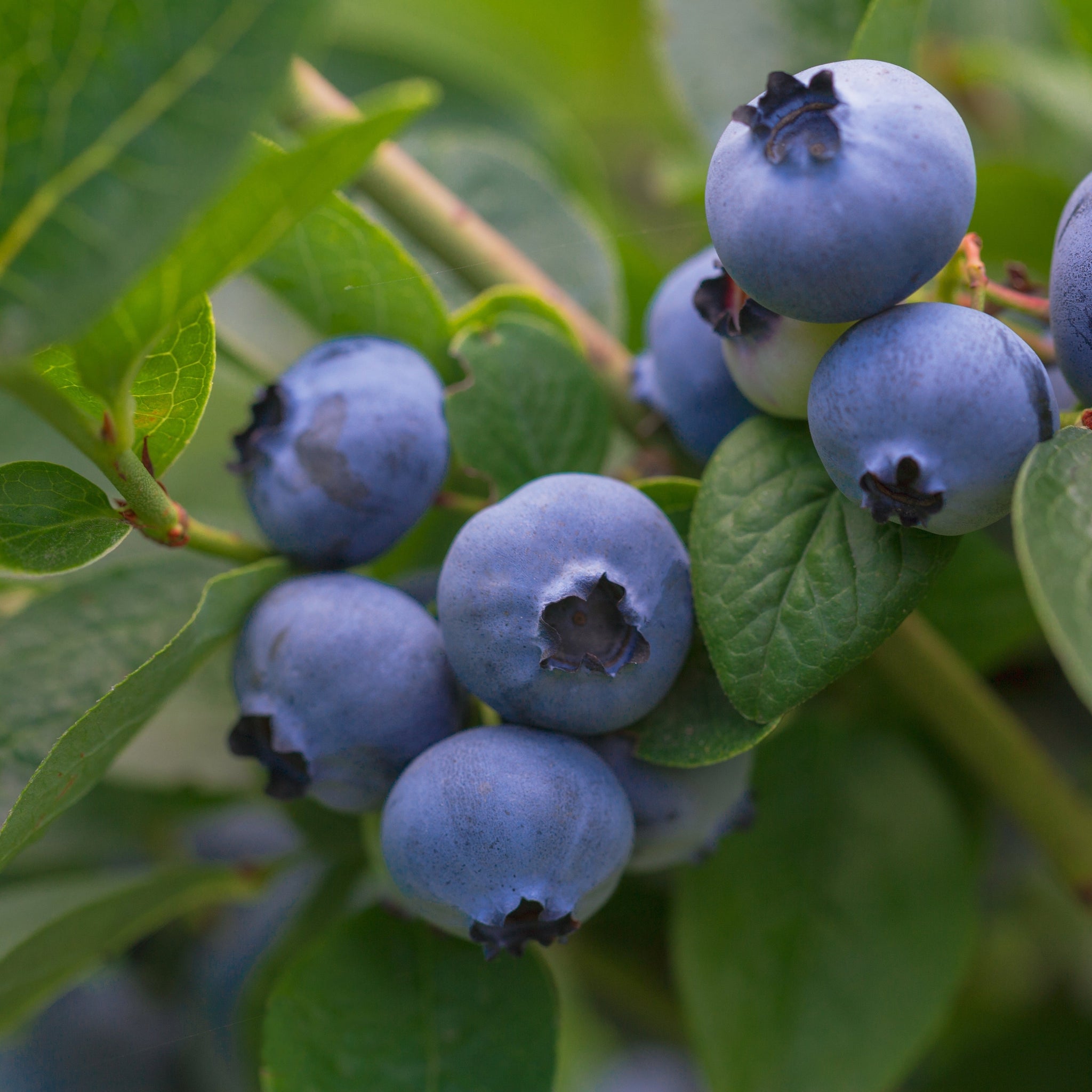 Vaccinum - Blueberry - Goldtraube 2L