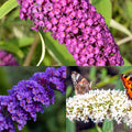 Buddleja Patio Tree - Mixed Colours 1m (Multibuy Offers Available)