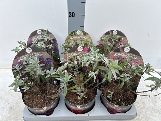 Buddleja Butterfly Candy 'Little Purple' 1/3L
