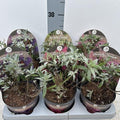 Buddleja Butterfly Candy SURPRISE COLOUR - Dwarf Buddleja 1L