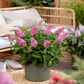Buddleja Butterfly Candy 'Little Pink' 9cm/1L/2L/3L