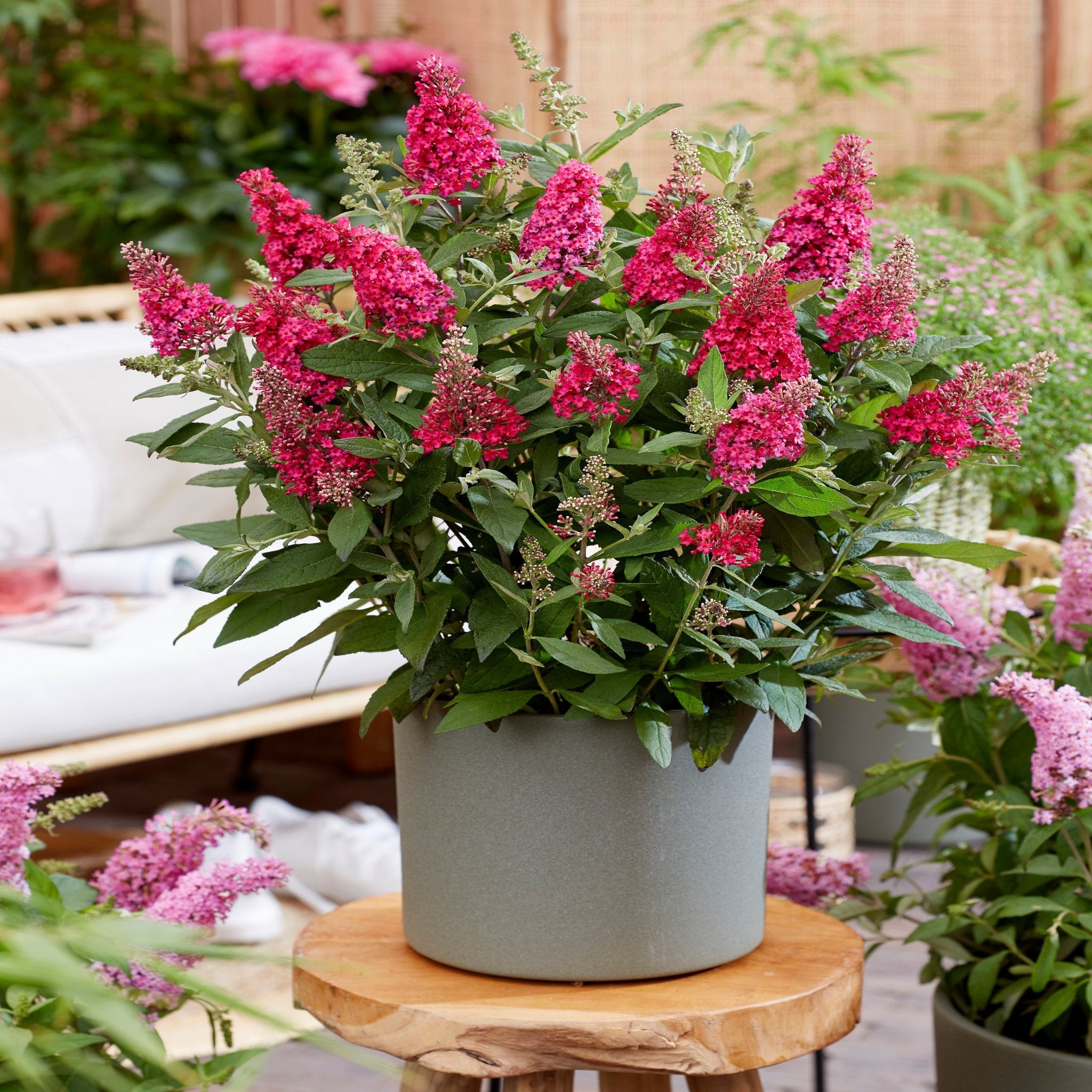 Buddleja Butterfly Candy 'Little Ruby' 9cm/1L/2L/3L
