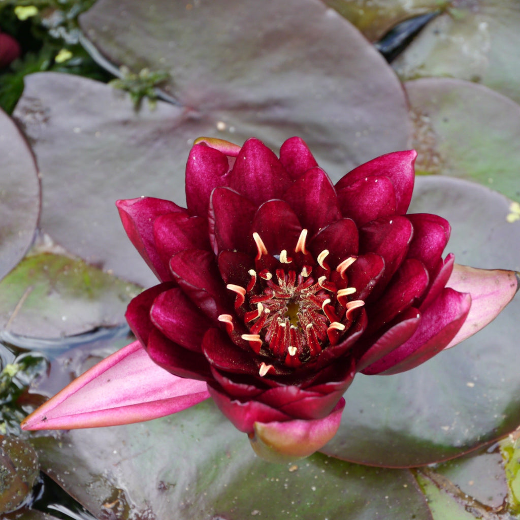 Burgundy Princess water lily - pond plants - DW01