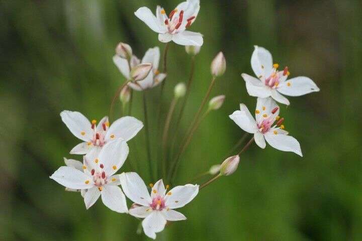 Butomus umbellatus  'Schneeweißchen' - Marginal Pond Plants - MP012