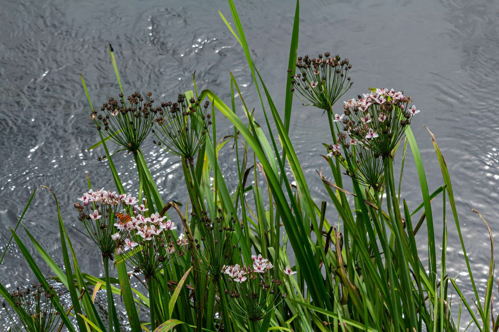Butomus umbellatus (Flowering rush) - Marginal Pond Plants - MP011