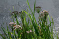 Butomus umbellatus (Flowering rush) - Marginal Pond Plants - MP011