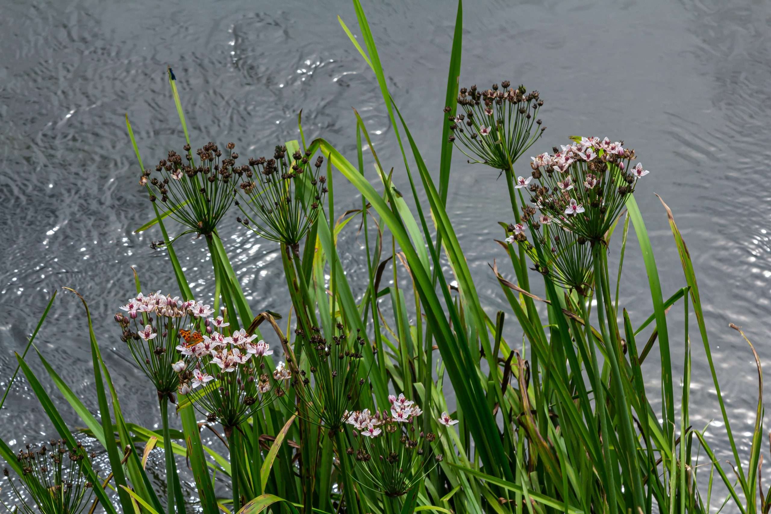 Butomus umbellatus (Flowering rush) - Marginal Pond Plants - MP011