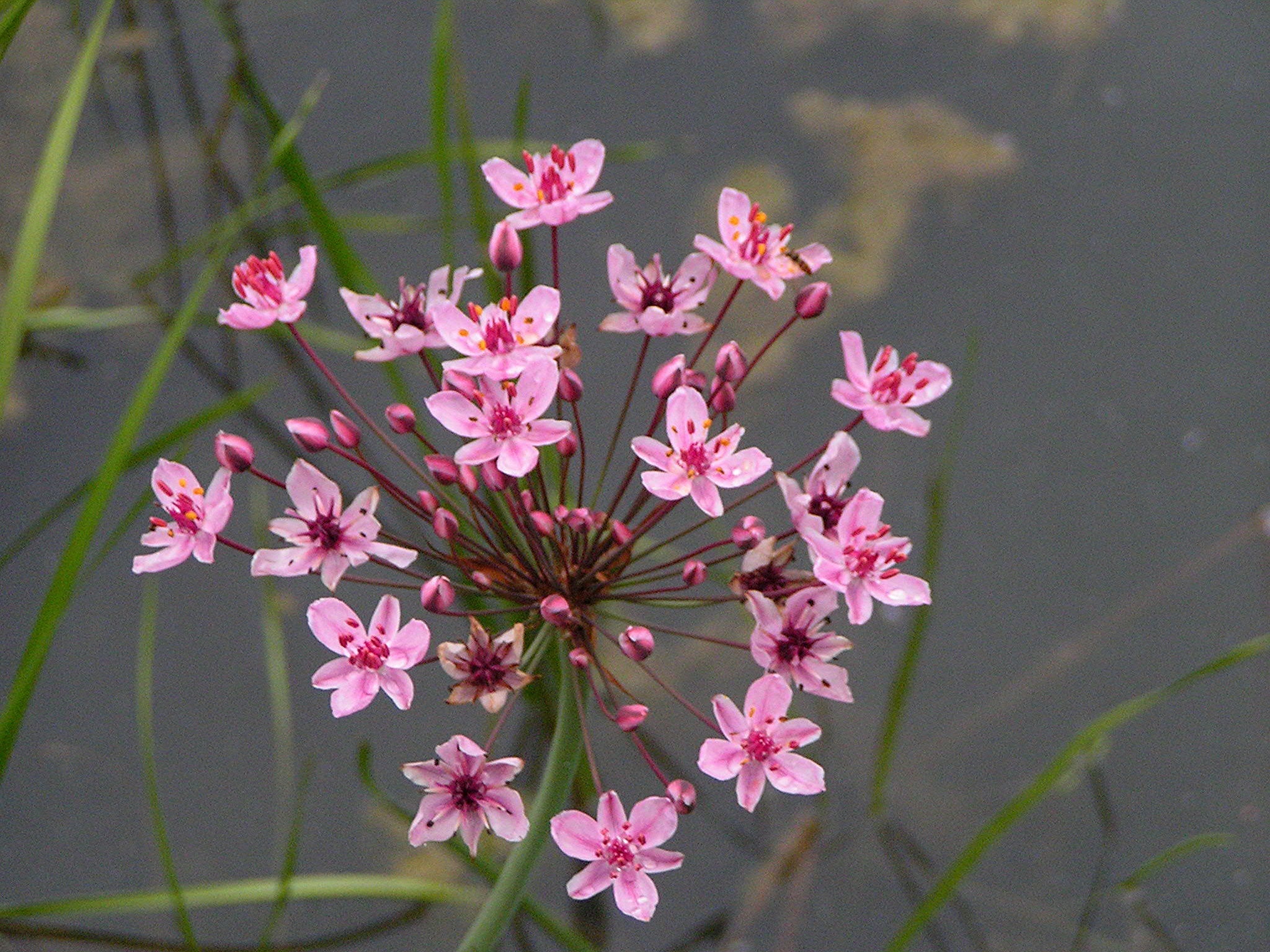 Butomus umbellatus (Flowering rush) - MP011 Packs