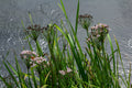 Butomus umbellatus (Flowering rush) - MP011 Packs