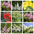 5 Shrubs Attractive to Butterflies, Bees & Other Pollinators
