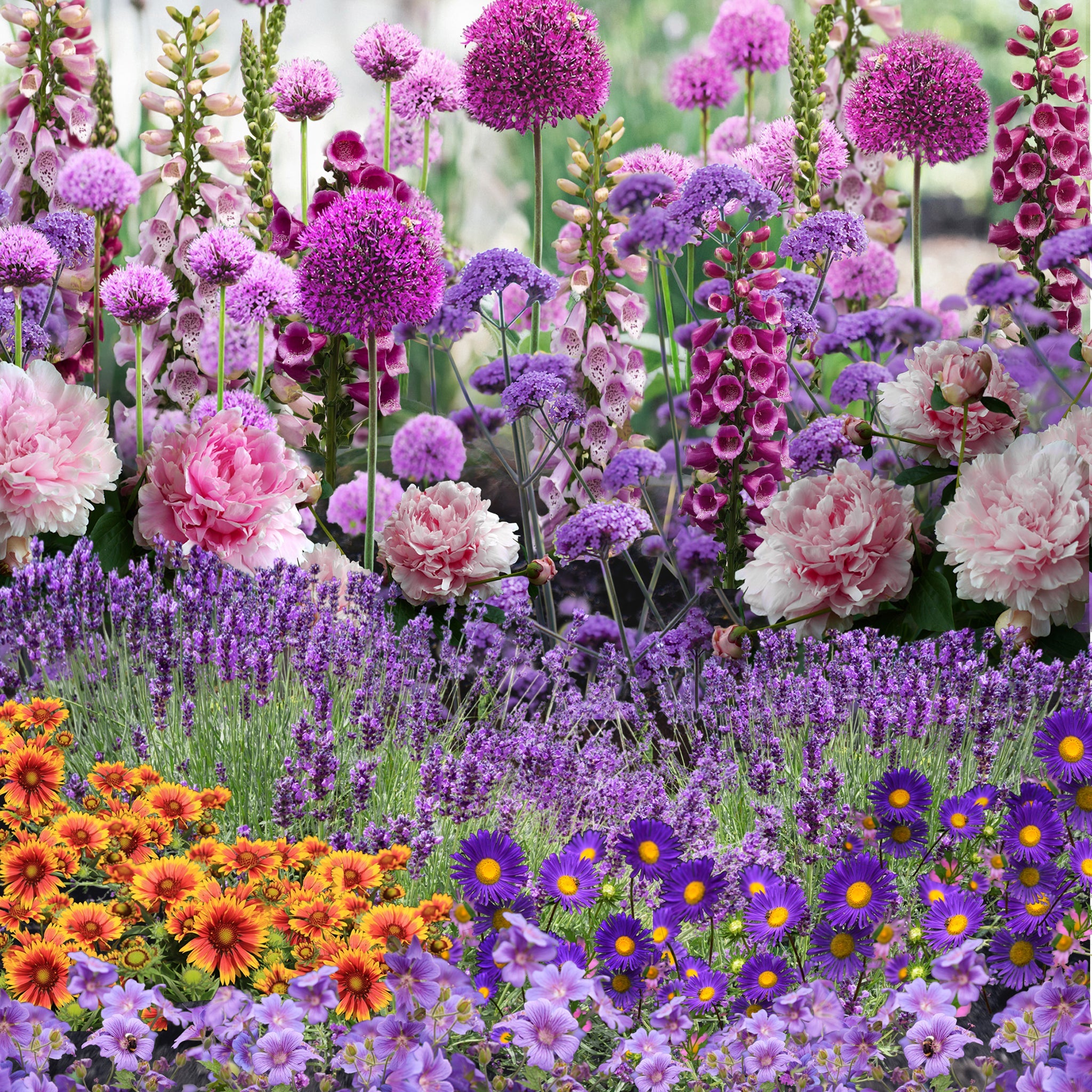 Our Hand Picked Selection of Butterfly and Bee Attracting Plants