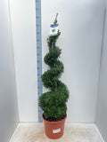Buxus Spiral 1.4-1.5m | Buxus sempervirens Topiary | Box Spiral