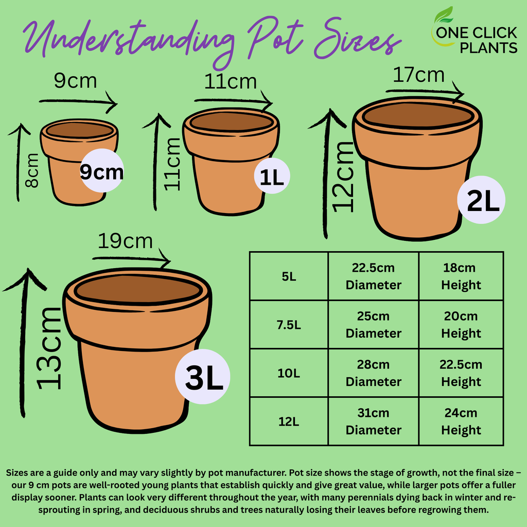 AGASTACHE foeniculum 'Black Adder' 9cm