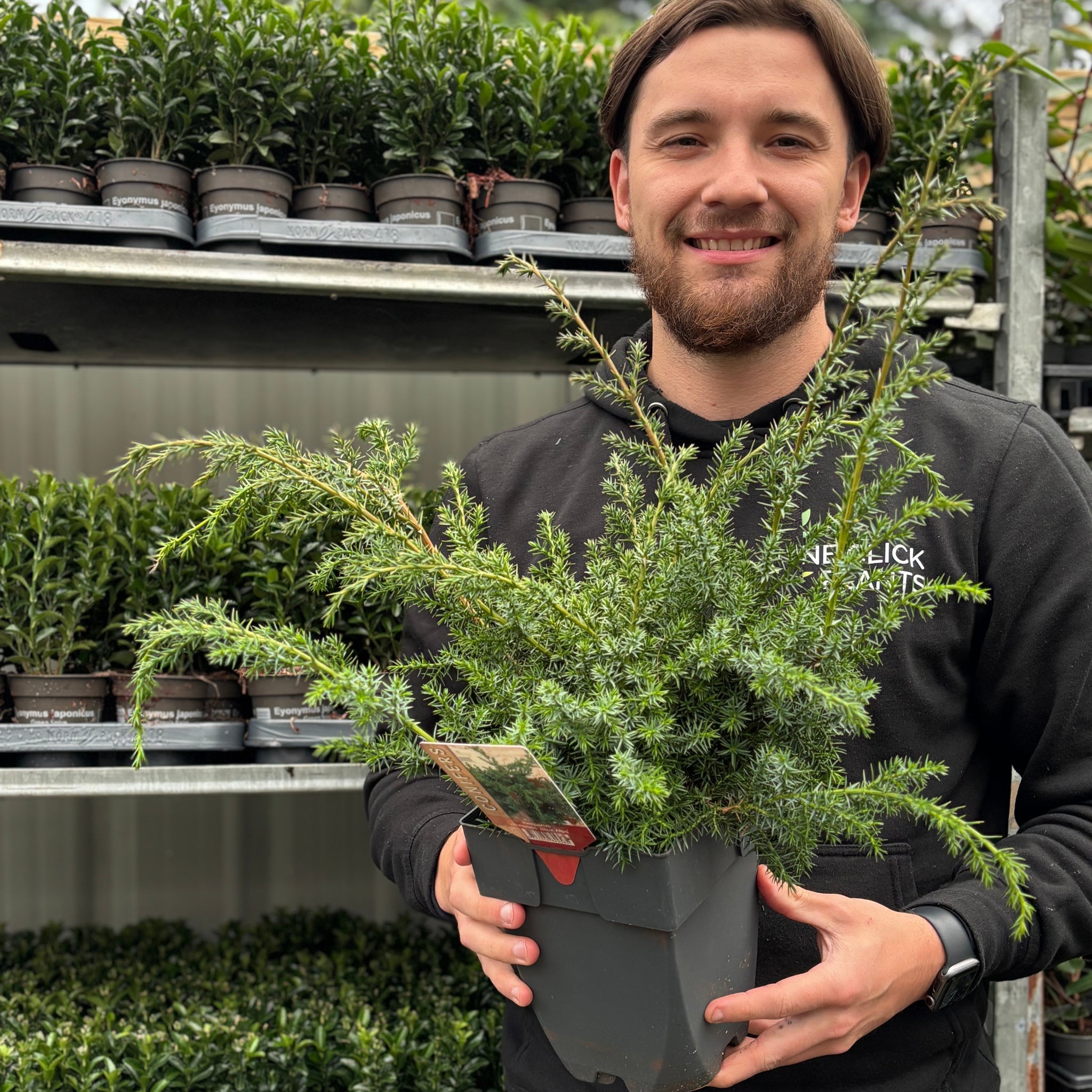 Juniperus chinensis 'Blue Alps' 2L