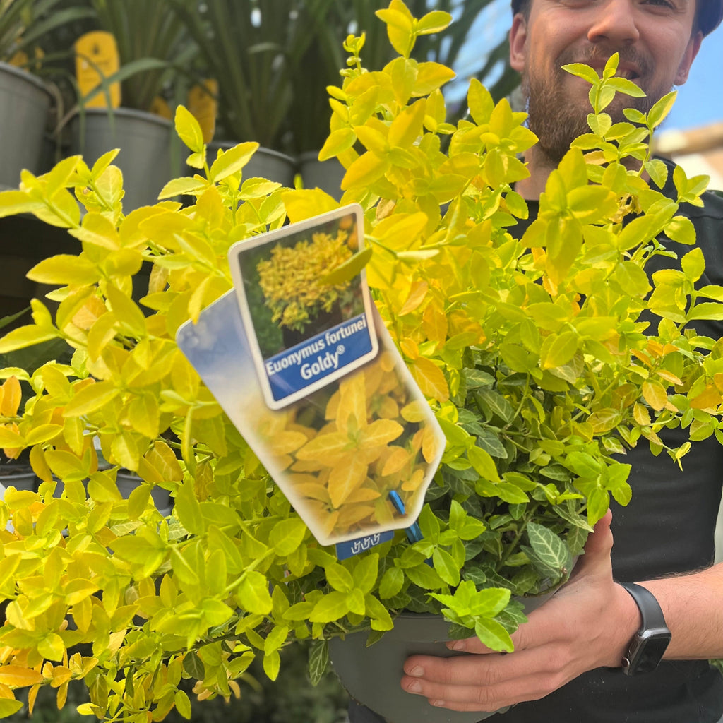 Euonymus fortunei 'Goldy' 5L