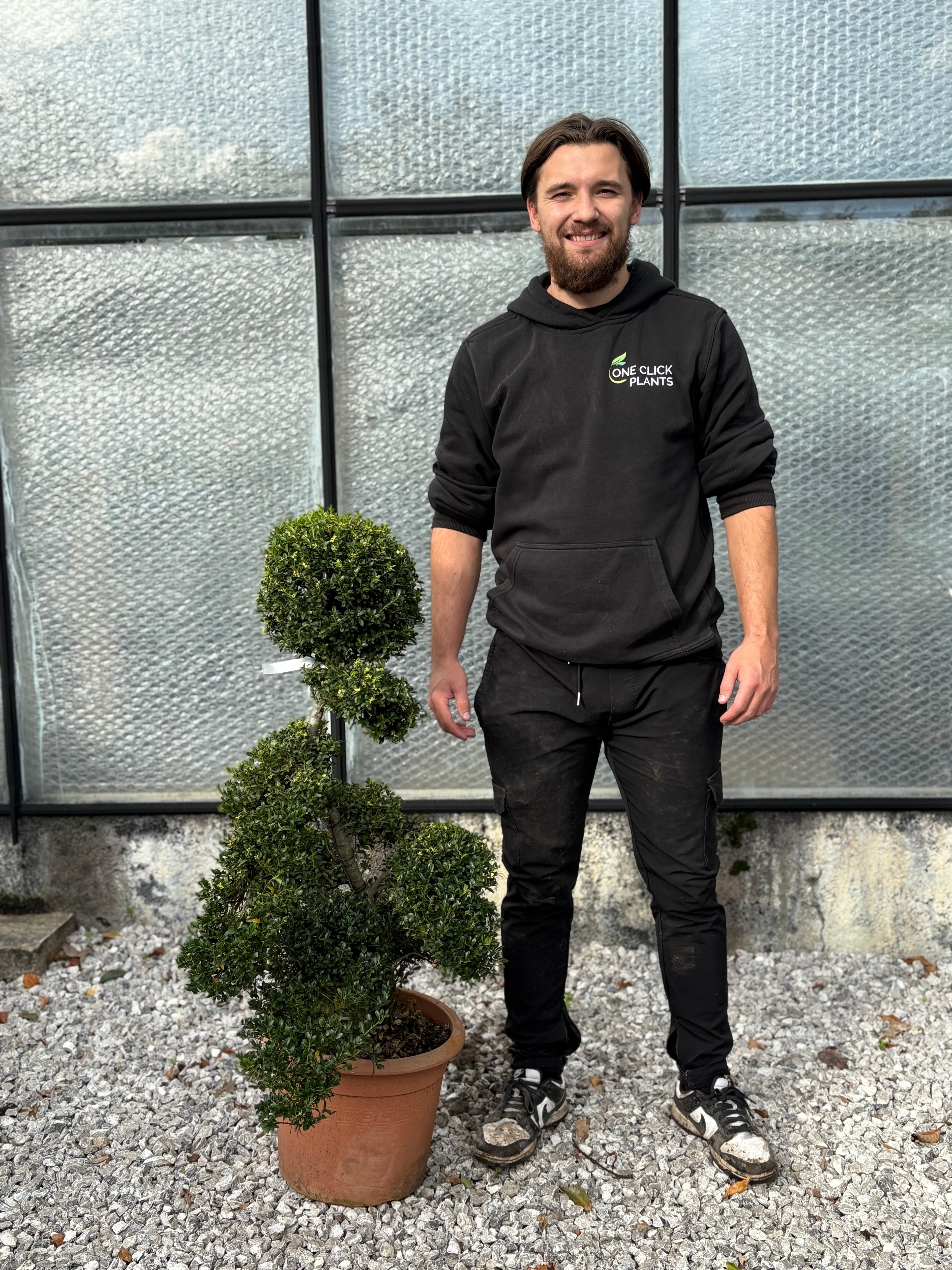 Ilex crenata bonsai