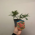Pieris Japonica ‘Flaming Silver’ 9cm-3L