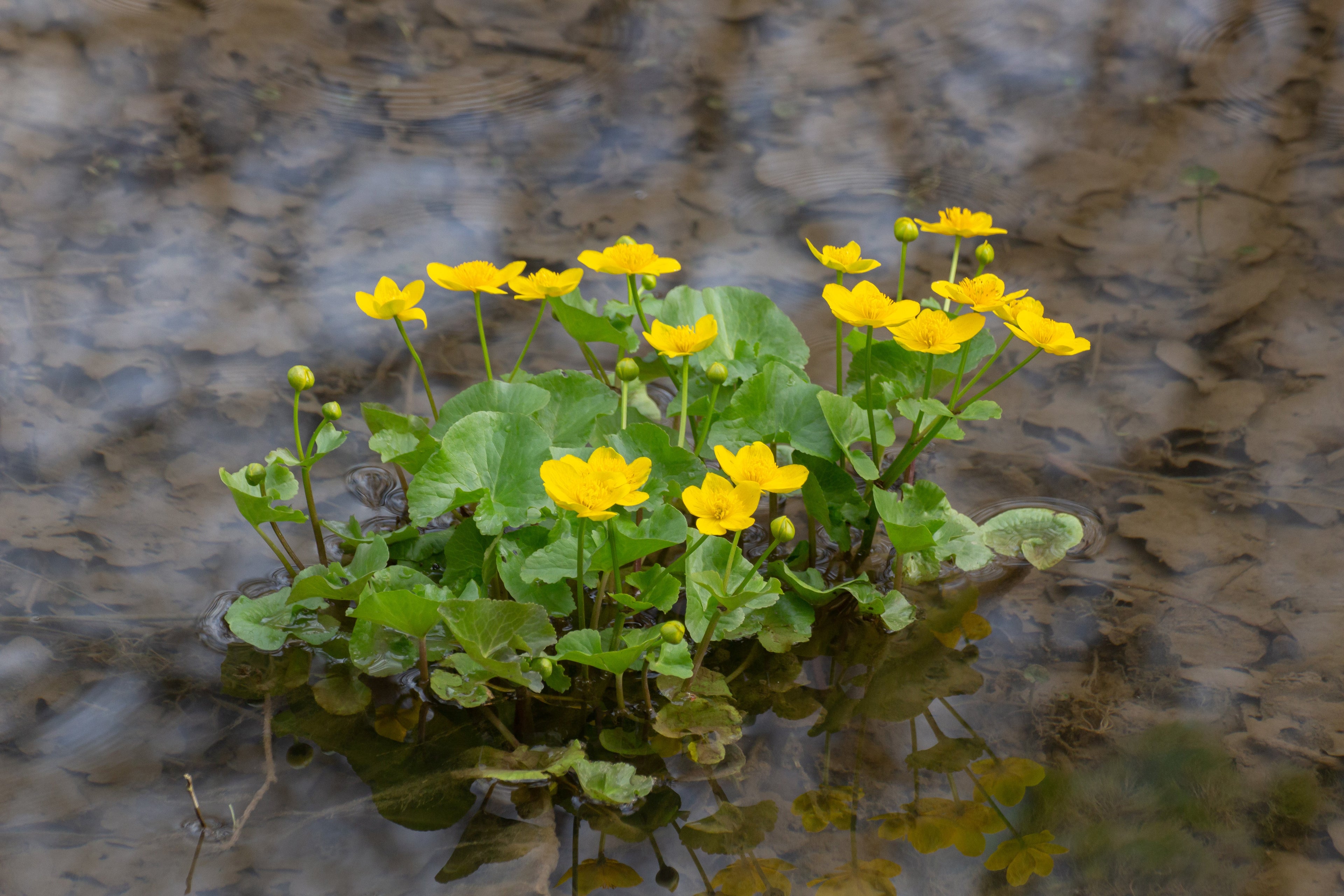 Caltha palustris (Marsh marigold) - MP014 Packs