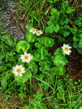 Caltha palustris (Leptosepala) - MP016 Packs