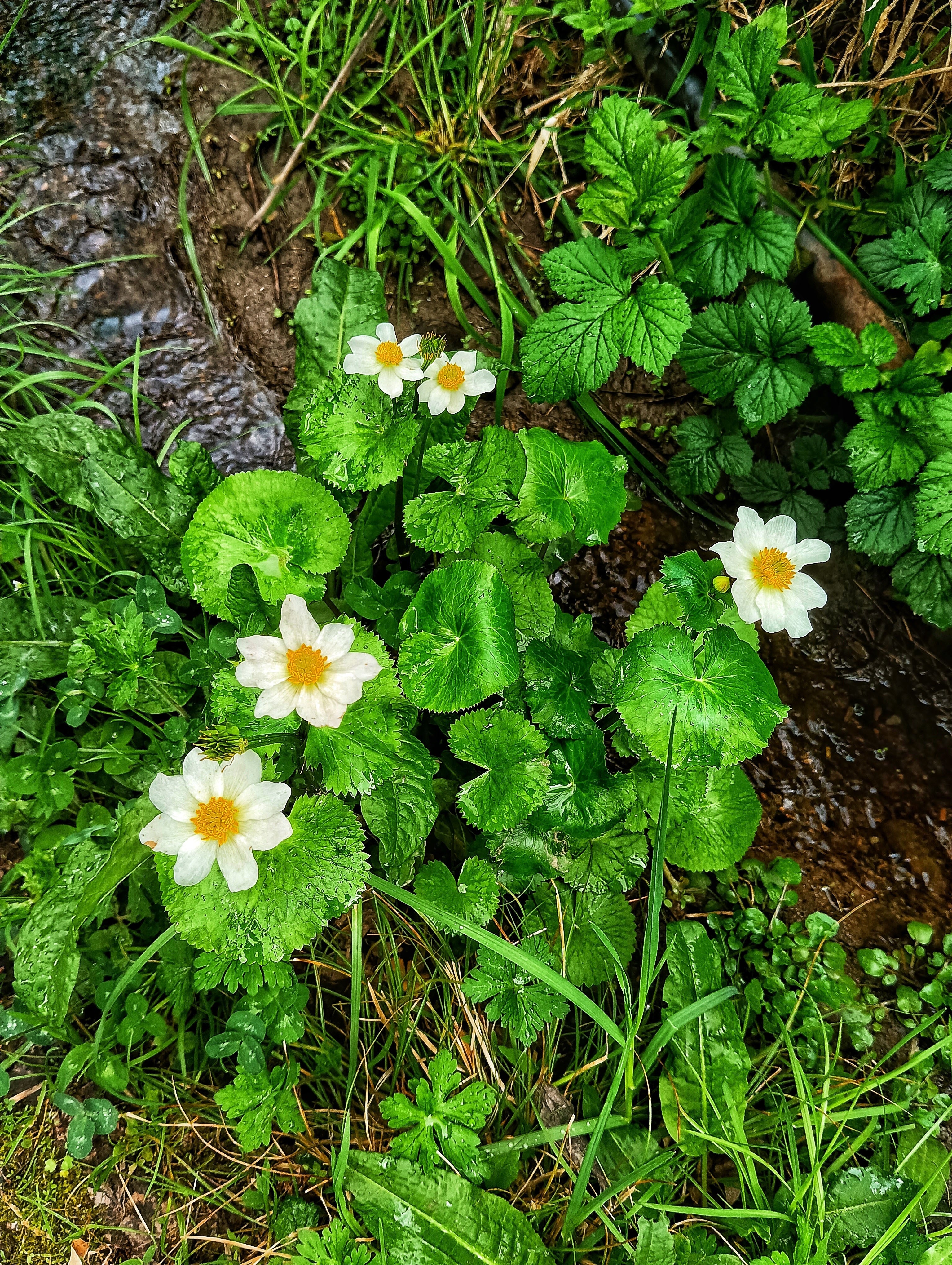 Caltha palustris (Leptosepala) - MP016 Packs