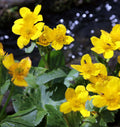 Caltha palustris polypetala (Giant king cup) - MP018  Packs