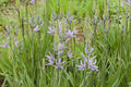 Camassia esculenta ‘Quamash’ - Marginal Pond Plant - BP020