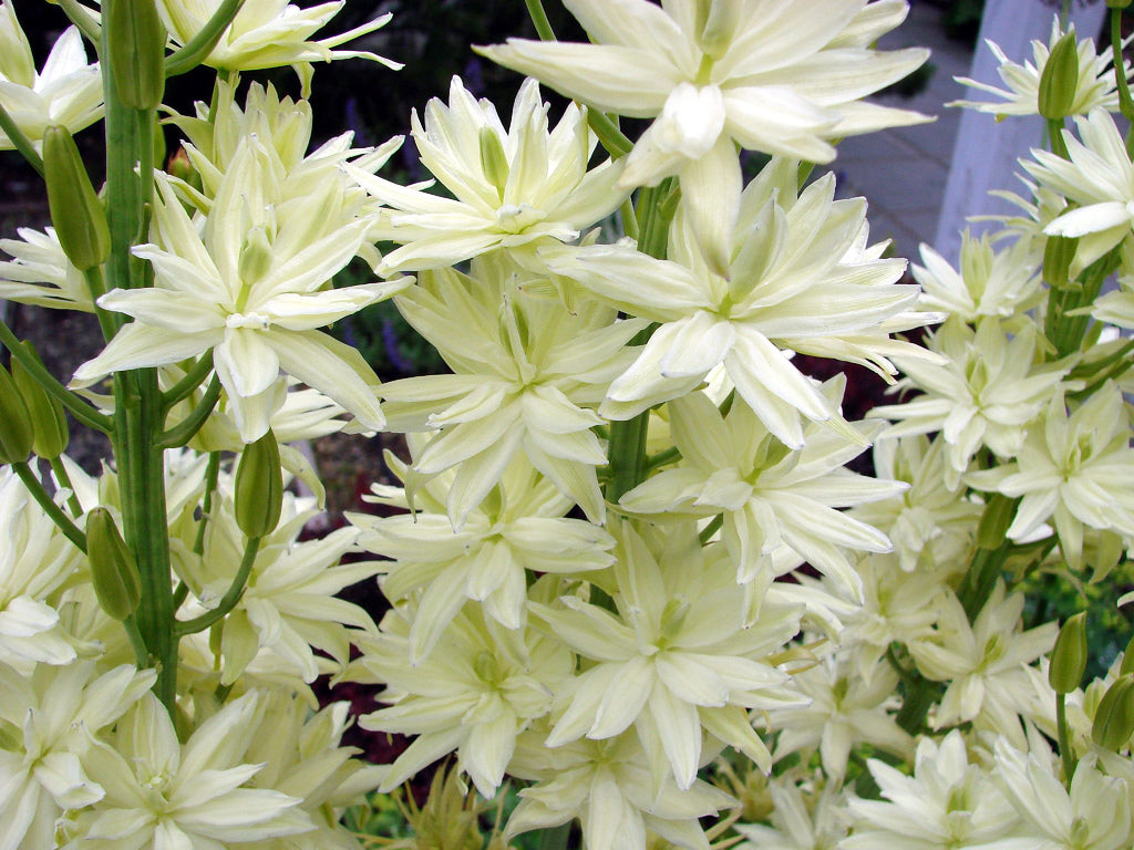 Camassia leichtlini ‘ALBA’ (Common camas lily) - Marginal Pond Plant - BP021