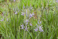 Camassia esculenta ‘Quamash’ - BP020 Packs