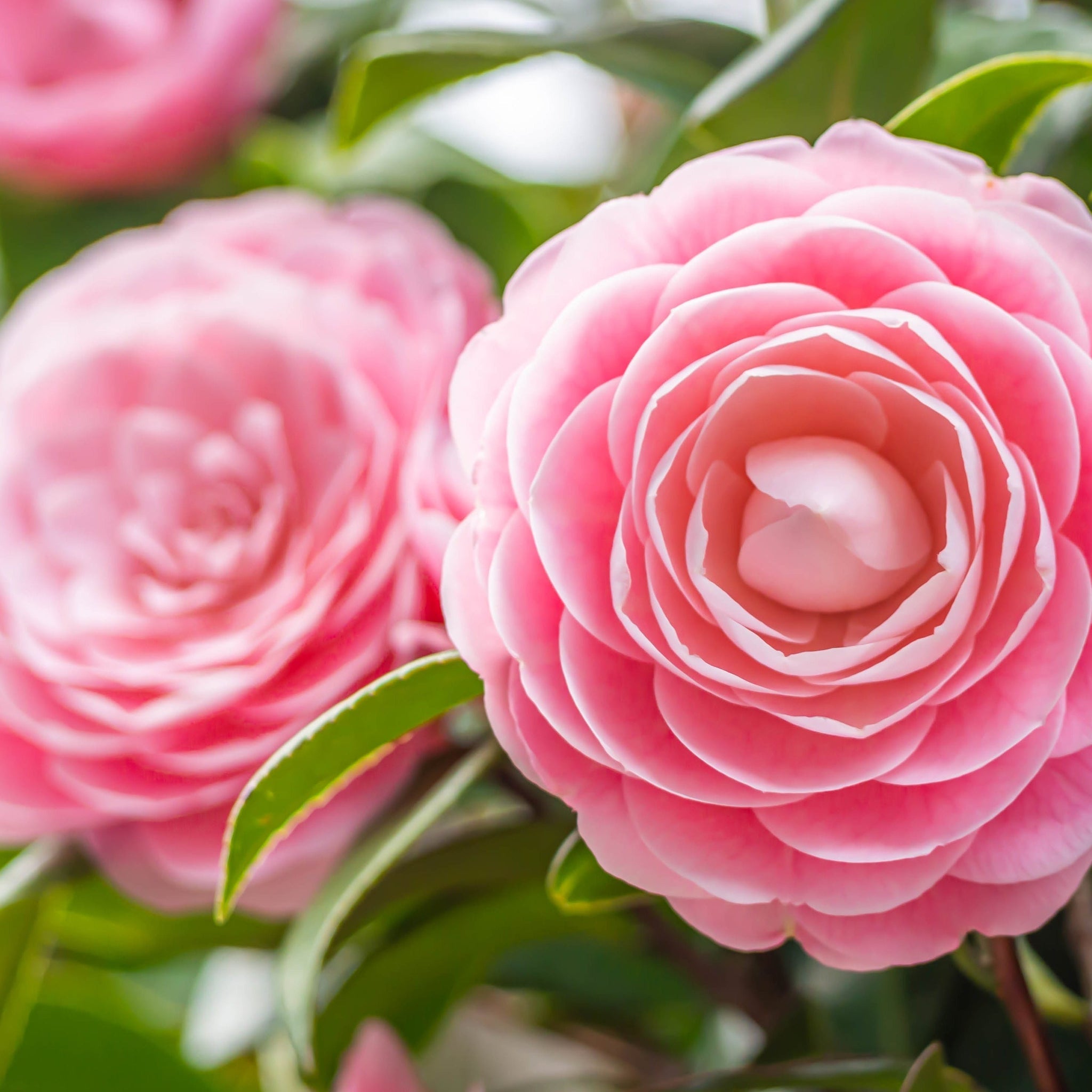 Camellia japonica 'Wilsoodii’ 3L (70cm Tall)