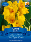 Canna 'Caballero' | Exotic Collection | 1 Bulb