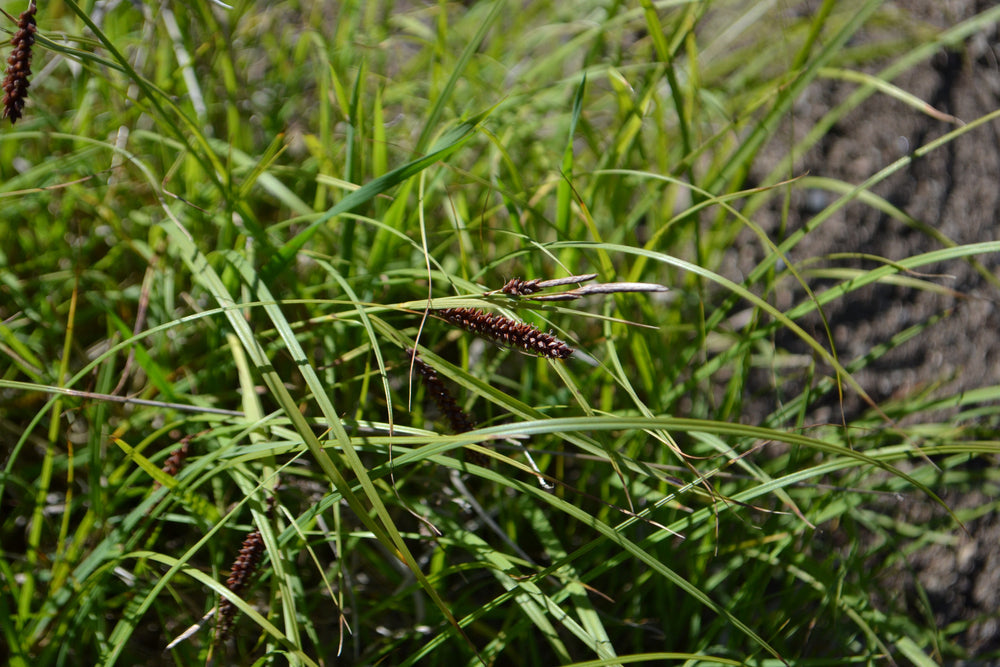 Carex Flacca - BP022 Packs