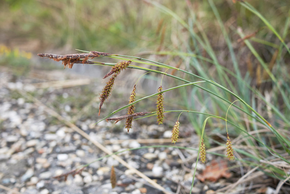 Carex Flacca - BP022 Packs