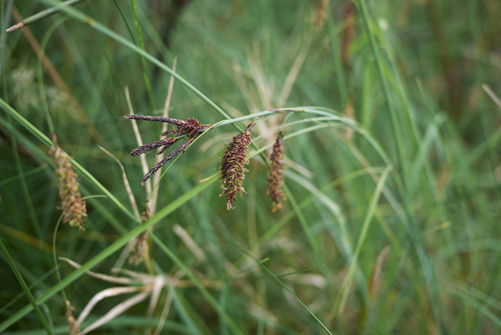 Carex Flacca - BP022 Packs