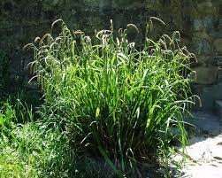 Carex pendula (Pendulous sedge) - Marginal Pond Plants - MP026
