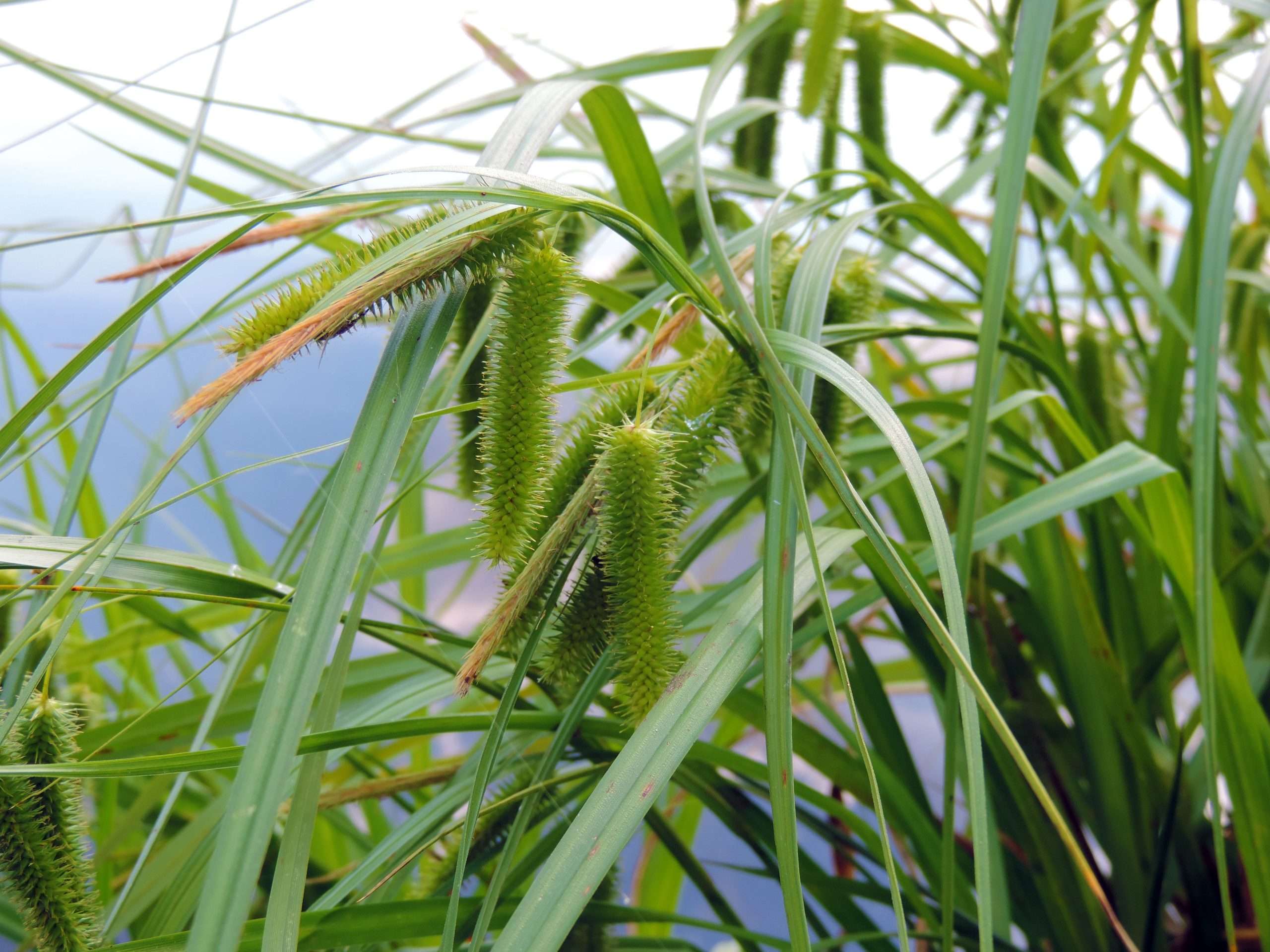 Carex pseudocyperus (Cyperus sedge) - Marginal Pond Plants - MBP025