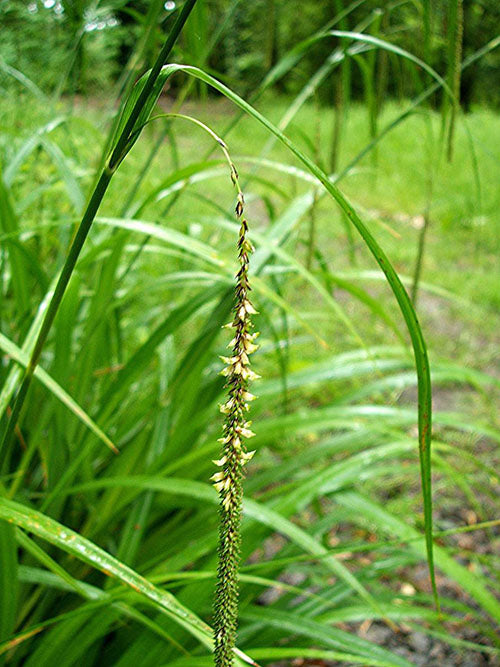 Carex pendula (Pendulous sedge) - MP026 Packs