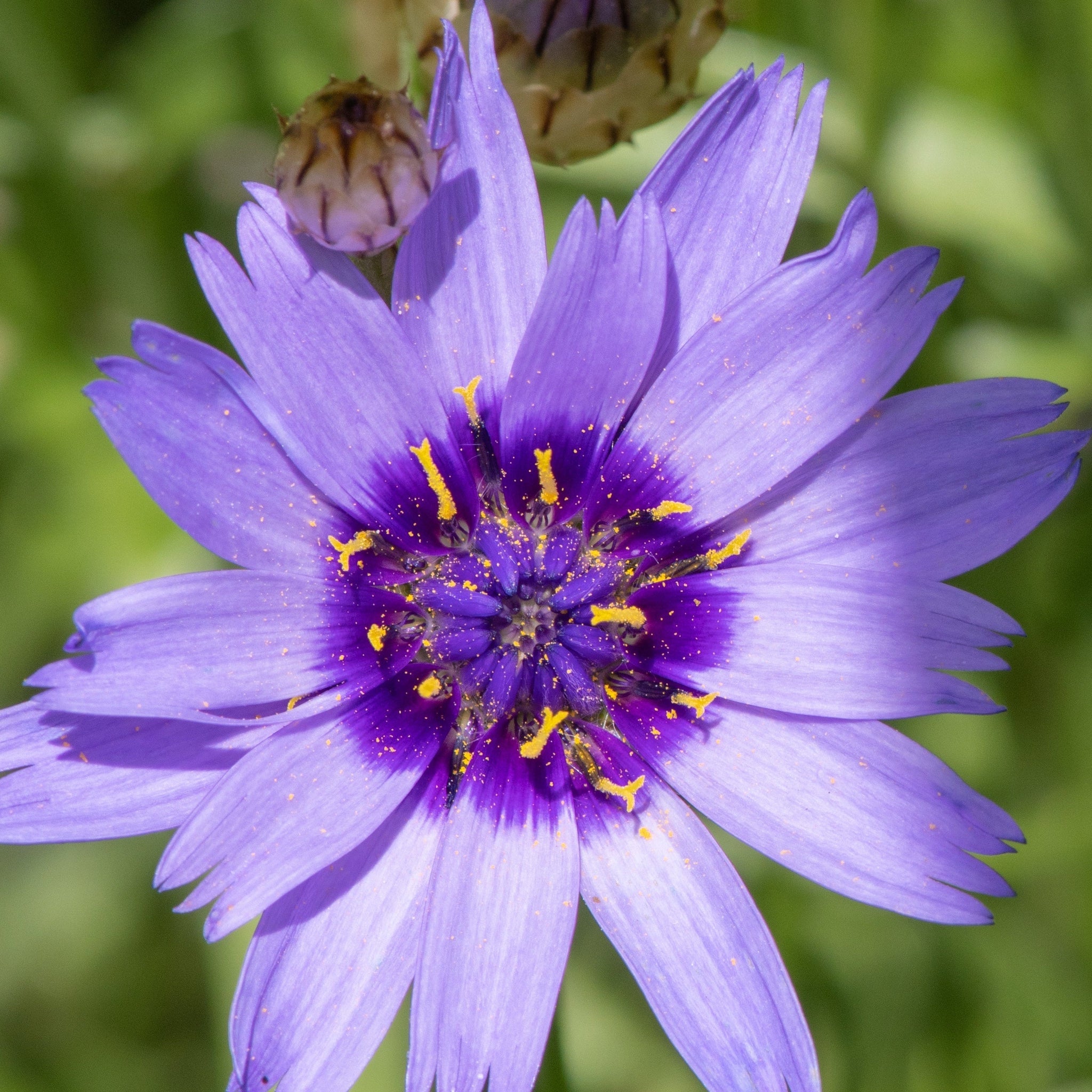 Catananche caerulea 9cm/2L