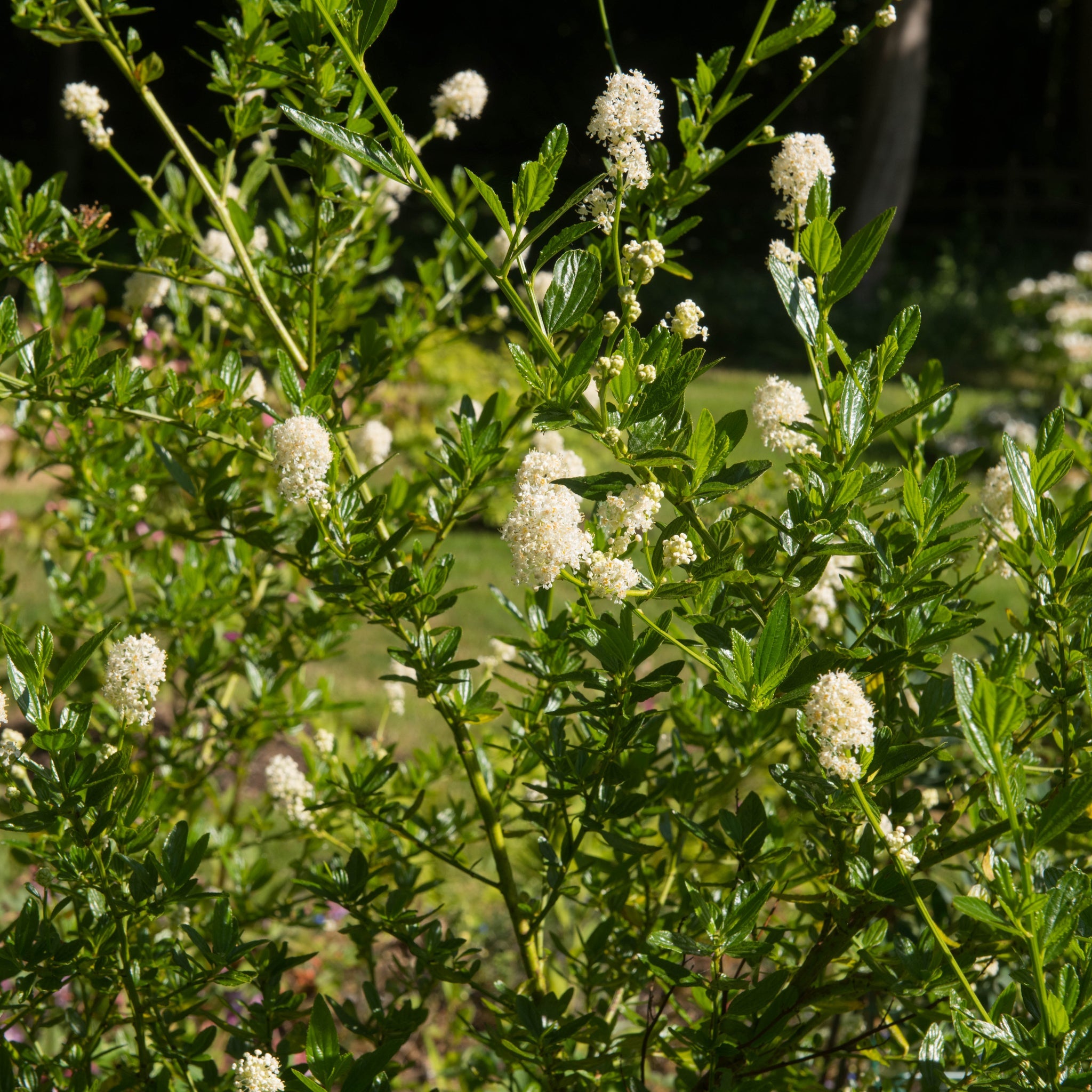 Ceanothus thyrsiflorus 'Millerton Point' 2L | Evergreen White Californian Lilac